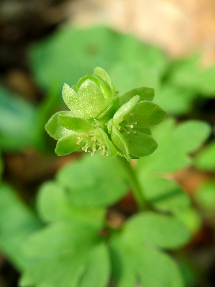 Moschuskraut (Adoxa moschatellina) im Saubusch in der Schwetzinger Hardt