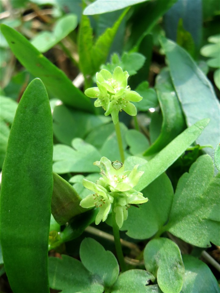 Moschuskraut (Adoxa moschatellina) im Saubusch in der Schwetzinger Hardt