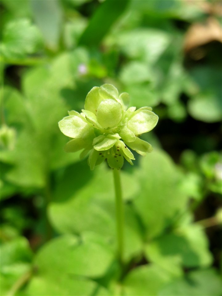 Moschuskraut (Adoxa moschatellina) im Saubusch in der Schwetzinger Hardt
