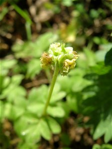 Moschuskraut (Adoxa moschatellina) an der Saar in Saarbrücken