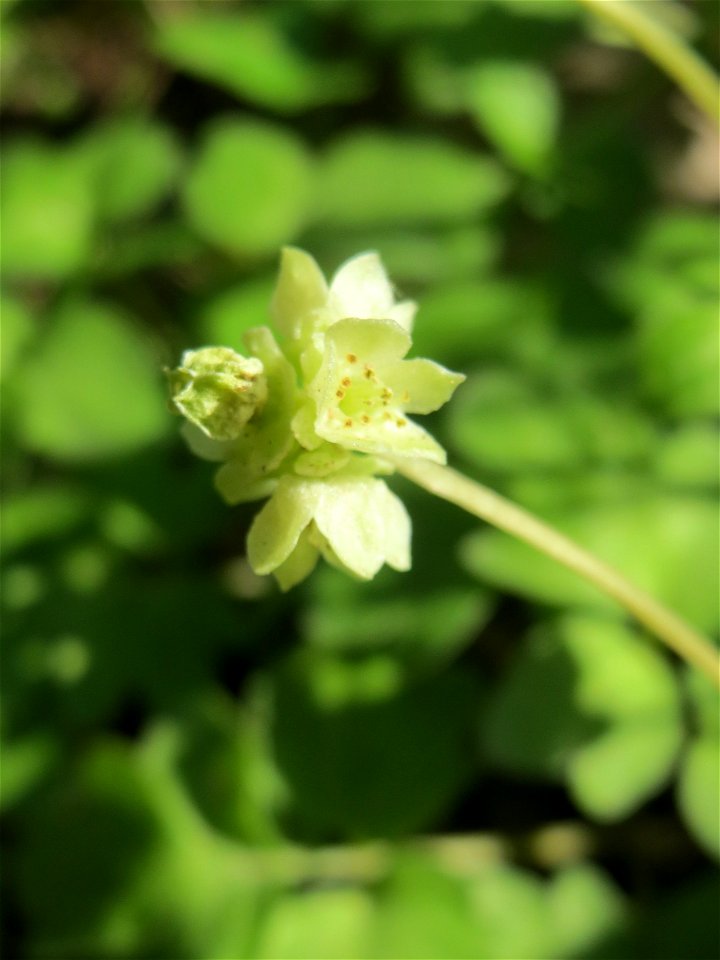 Moschuskraut (Adoxa moschatellina) an der Saar in Saarbrücken