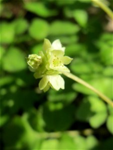 Moschuskraut (Adoxa moschatellina) an der Saar in Saarbrücken