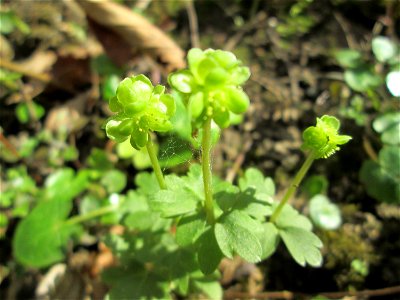 Moschuskraut (Adoxa moschatellina) im Unteren Saubusch in der Schwetzinger Hardt