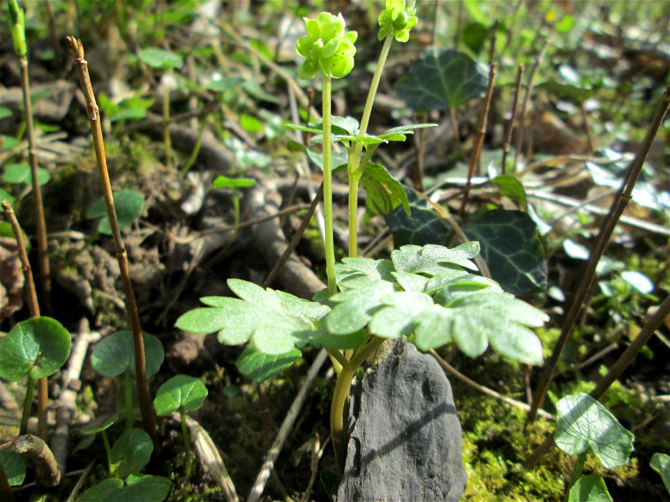 Das unscheinbare Moschuskraut (Adoxa moschatellina) im Unteren Saubusch in der Schwetzinger Hardt