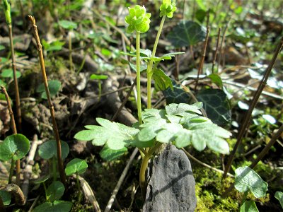 Das unscheinbare Moschuskraut (Adoxa moschatellina) im Unteren Saubusch in der Schwetzinger Hardt