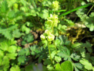 Moschuskraut (Adoxa moschatellina) an der Saar in Güdingen-Unner
