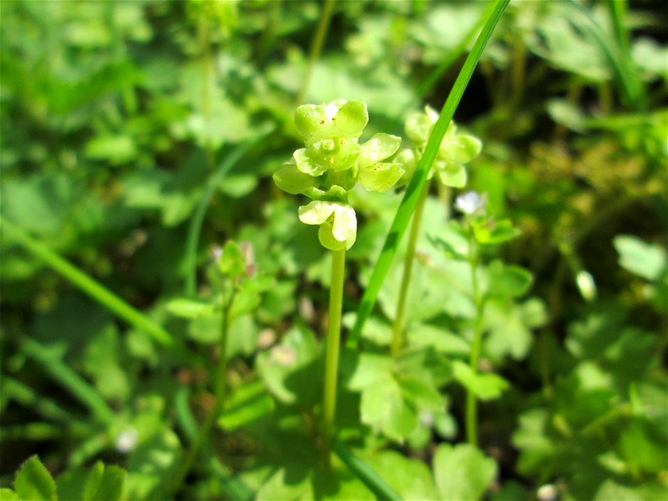 Moschuskraut (Adoxa moschatellina) an der Saar in Güdingen-Unner