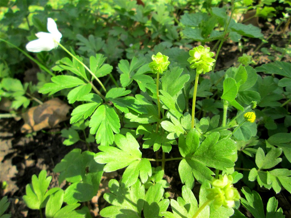 Moschuskraut (Adoxa moschatellina) und Buschwindröschen an der Saar in Güdingen-Unner