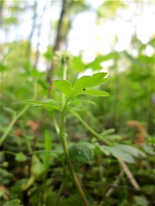 Das unscheinbare Moschuskraut (Adoxa moschatellina) im Unteren Saubusch in der Schwetzinger Hardt