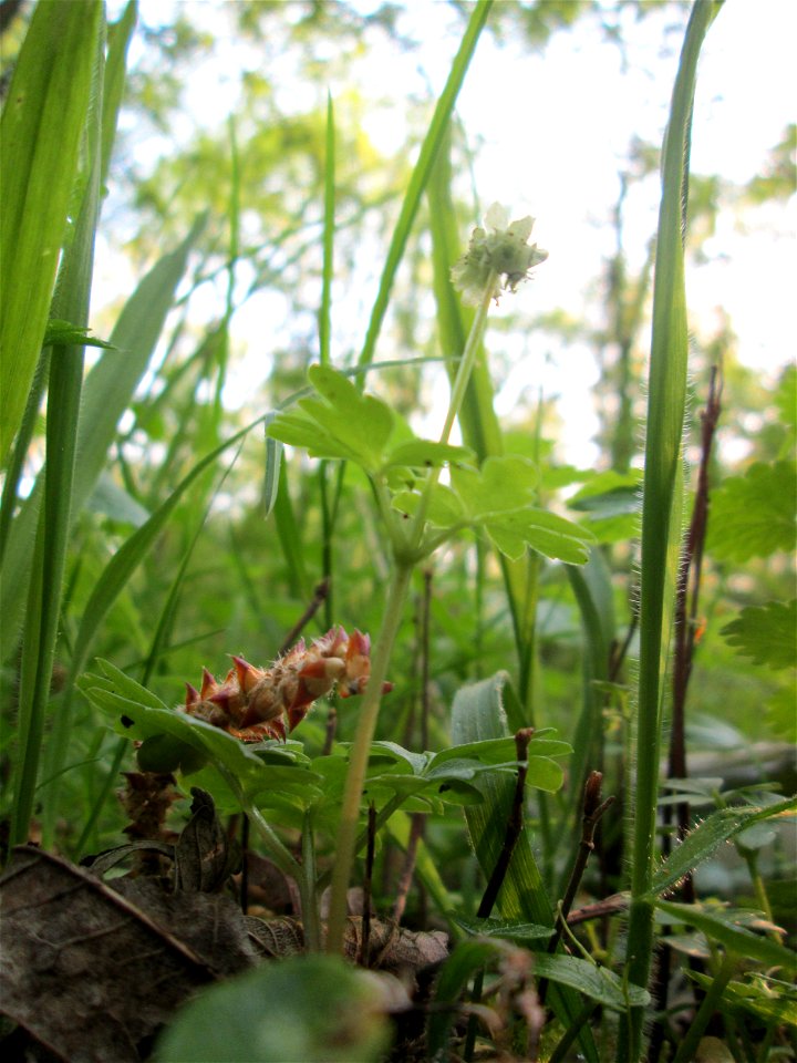 Das unscheinbare Moschuskraut (Adoxa moschatellina) im Unteren Saubusch in der Schwetzinger Hardt
