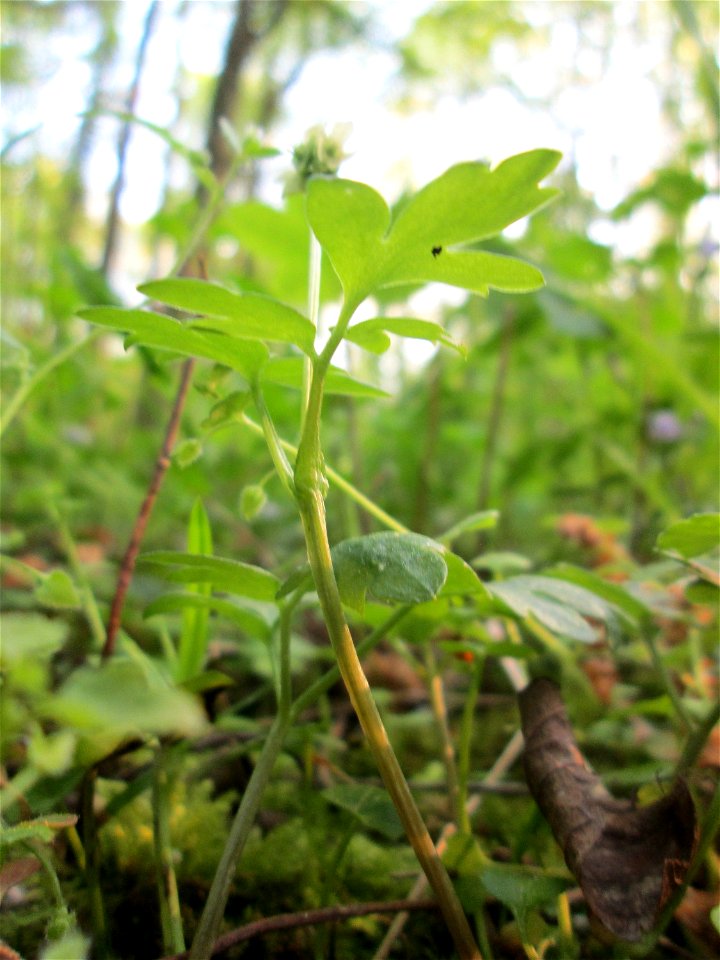 Das unscheinbare Moschuskraut (Adoxa moschatellina) im Unteren Saubusch in der Schwetzinger Hardt