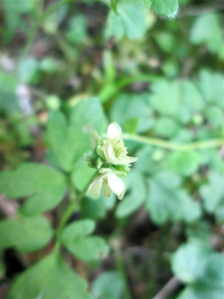 Das unscheinbare Moschuskraut (Adoxa moschatellina) im Unteren Saubusch in der Schwetzinger Hardt