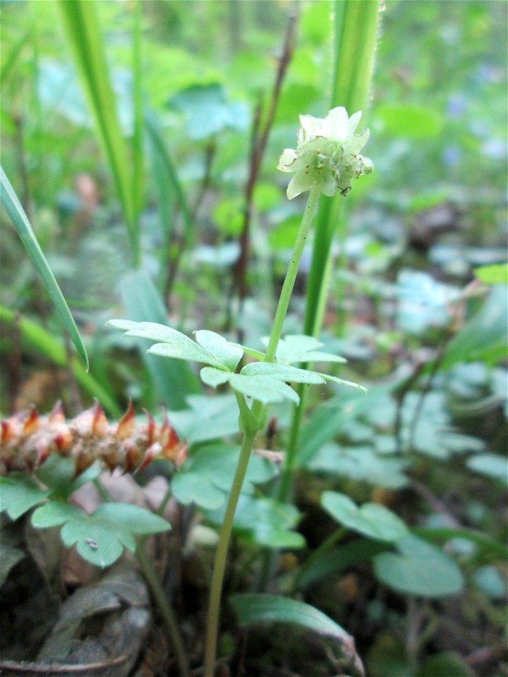 Das unscheinbare Moschuskraut (Adoxa moschatellina) im Unteren Saubusch in der Schwetzinger Hardt