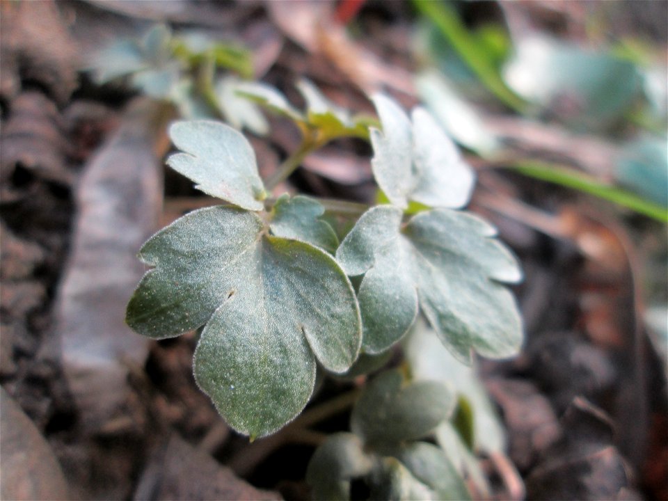 Grundblätter vom Moschuskraut (Adoxa moschatellina) an der Saar in Saarbrücken