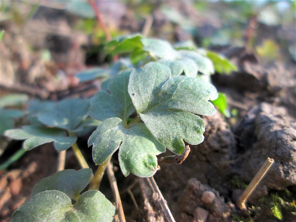 Grundblätter vom Moschuskraut (Adoxa moschatellina) an der Saar in Saarbrücken