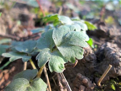 Grundblätter vom Moschuskraut (Adoxa moschatellina) an der Saar in Saarbrücken