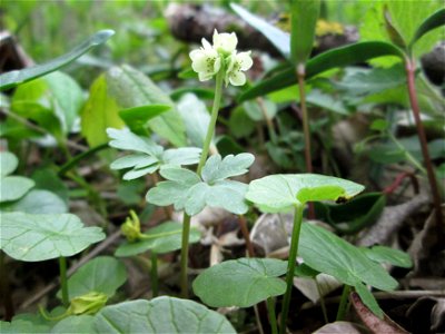 Moschuskraut (Adoxa moschatellina) in der Schwetzinger Hardt