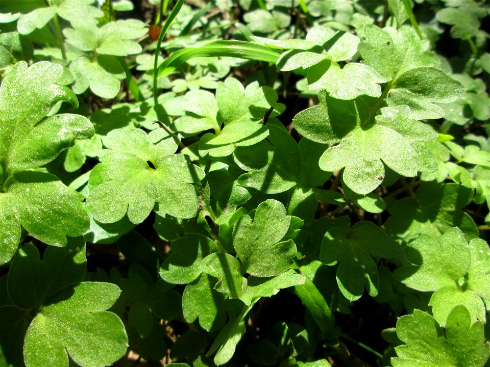 Moschuskraut (Adoxa moschatellina) an der Saar in Saarbrücken
