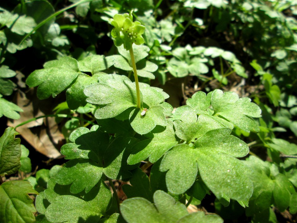 Moschuskraut (Adoxa moschatellina) an der Saar in Saarbrücken