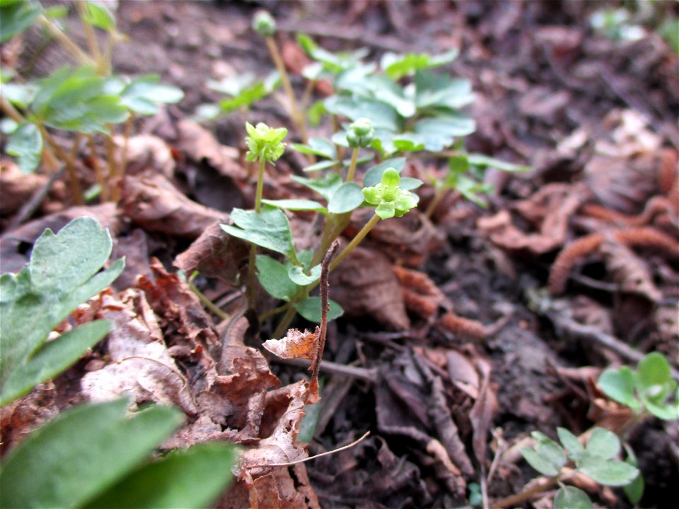 Moschuskraut (Adoxa moschatellina) im Naturschutzgebiet „Birzberg, Honigsack/Kappelberghang“