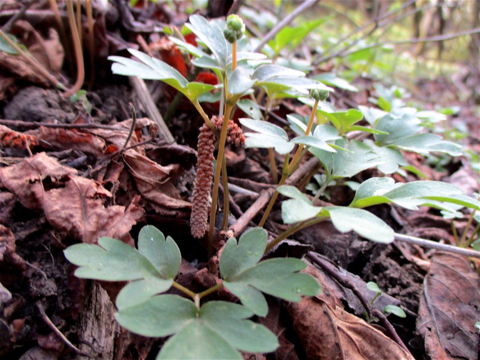 Moschuskraut (Adoxa moschatellina) im Naturschutzgebiet „Birzberg, Honigsack/Kappelberghang“