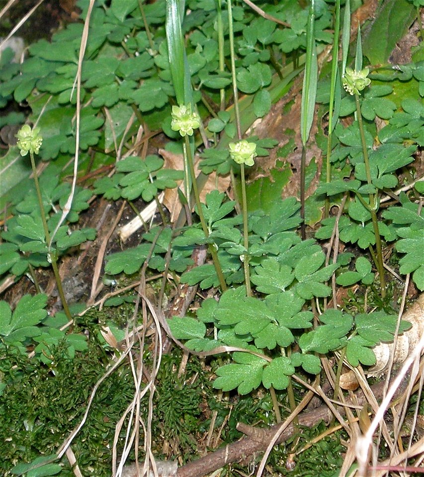 Adoxa moschatellina L. 1753, in woods of Western Serbia