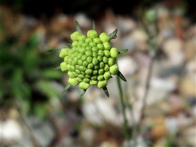 Gelbe Skabiose (Scabiosa ochroleuca) in Hockenheim-Talhaus