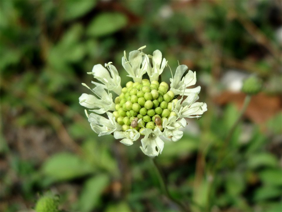 Gelbe Skabiose (Scabiosa ochroleuca) in Hockenheim-Talhaus