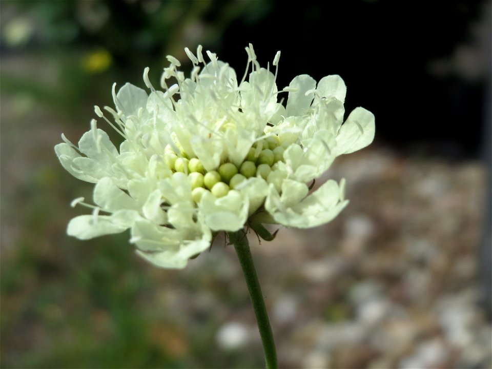 Gelbe Skabiose (Scabiosa ochroleuca) in Hockenheim-Talhaus