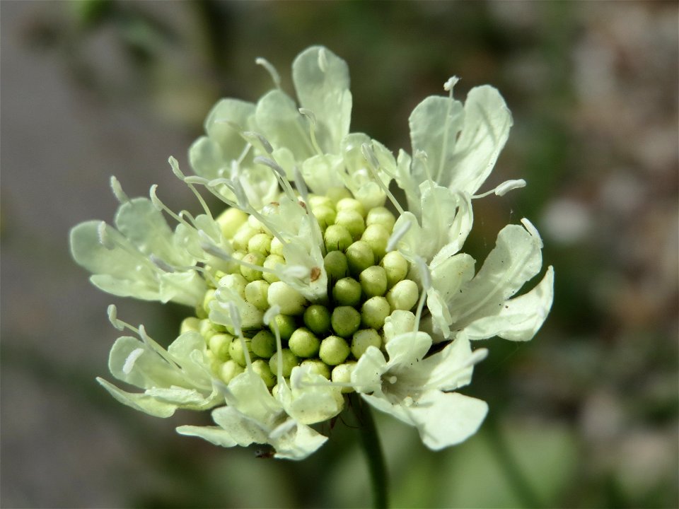 Gelbe Skabiose (Scabiosa ochroleuca) in Hockenheim-Talhaus