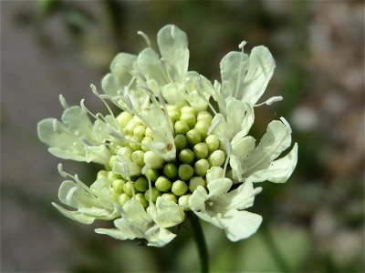 Gelbe Skabiose (Scabiosa ochroleuca) in Hockenheim-Talhaus
