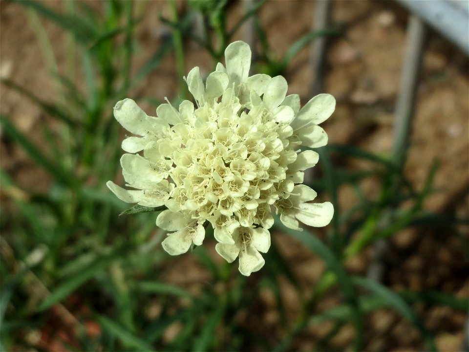 Gelbe Skabiose (Scabiosa ochroleuca) in Hockenheim-Talhaus