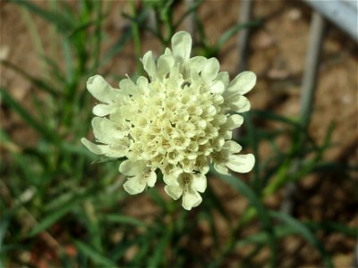 Gelbe Skabiose (Scabiosa ochroleuca) in Hockenheim-Talhaus