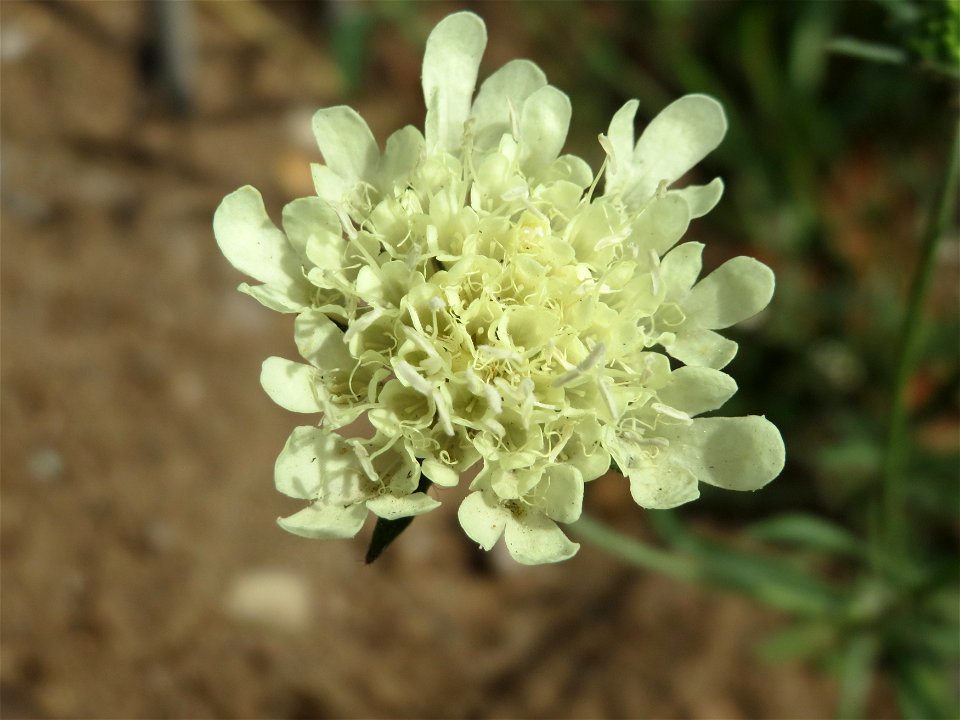 Gelbe Skabiose (Scabiosa ochroleuca) in Hockenheim-Talhaus