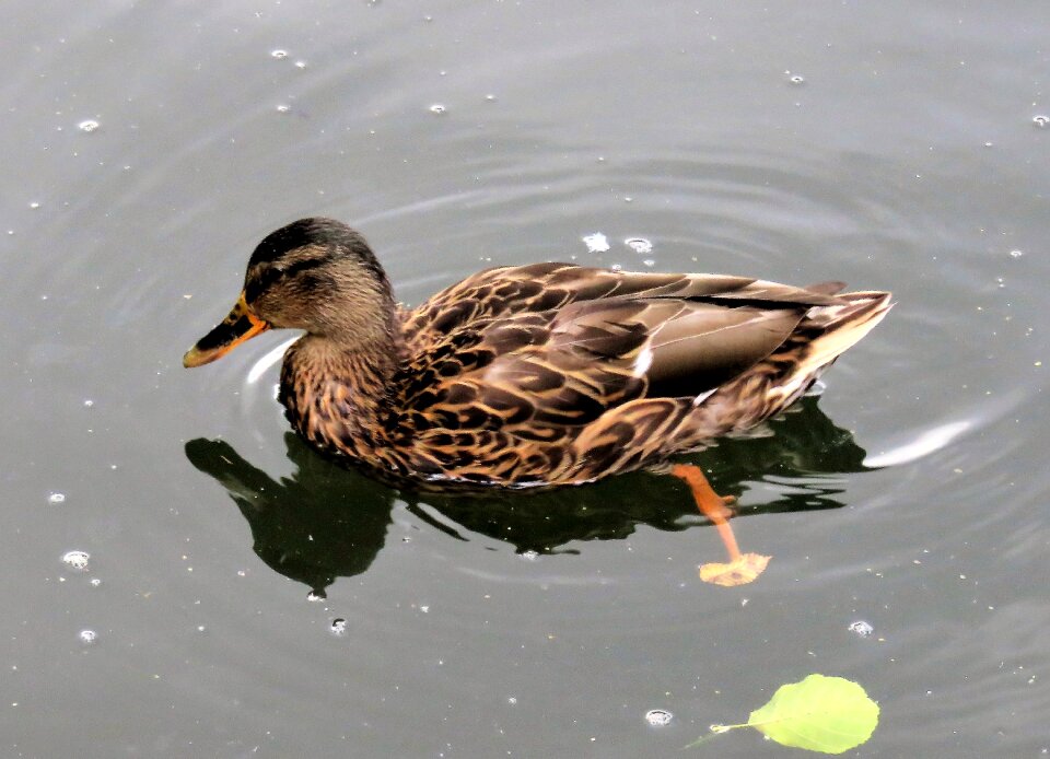 Animal brown plumage female duck