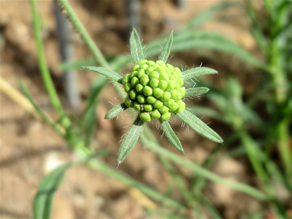 Gelbe Skabiose (Scabiosa ochroleuca) in Hockenheim-Talhaus