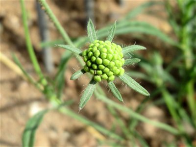 Gelbe Skabiose (Scabiosa ochroleuca) in Hockenheim-Talhaus