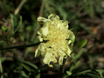 Gelbe Skabiose (Scabiosa ochroleuca) in Hockenheim-Talhaus