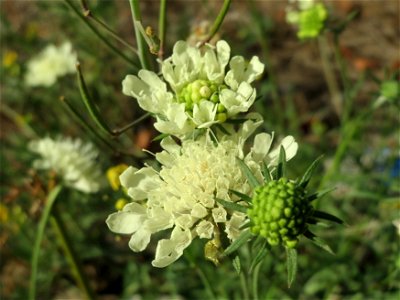 Gelbe Skabiose (Scabiosa ochroleuca) in Hockenheim-Talhaus