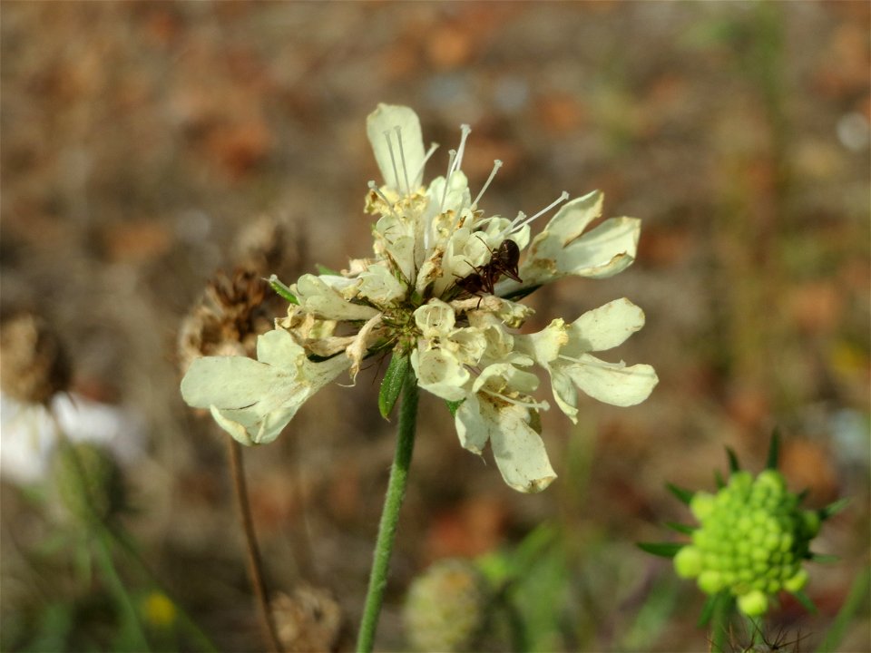 Gelbe Skabiose (Scabiosa ochroleuca) in Hockenheim-Talhaus