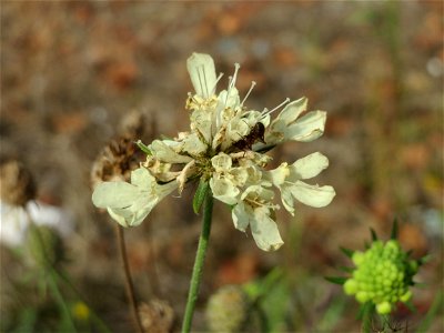 Gelbe Skabiose (Scabiosa ochroleuca) in Hockenheim-Talhaus