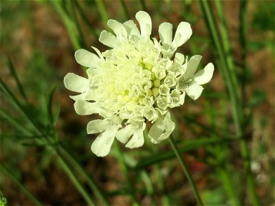 Gelbe Skabiose (Scabiosa ochroleuca) in Hockenheim-Talhaus
