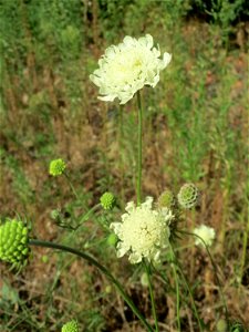 Gelbe Skabiose (Scabiosa ochroleuca) in Hockenheim-Talhaus