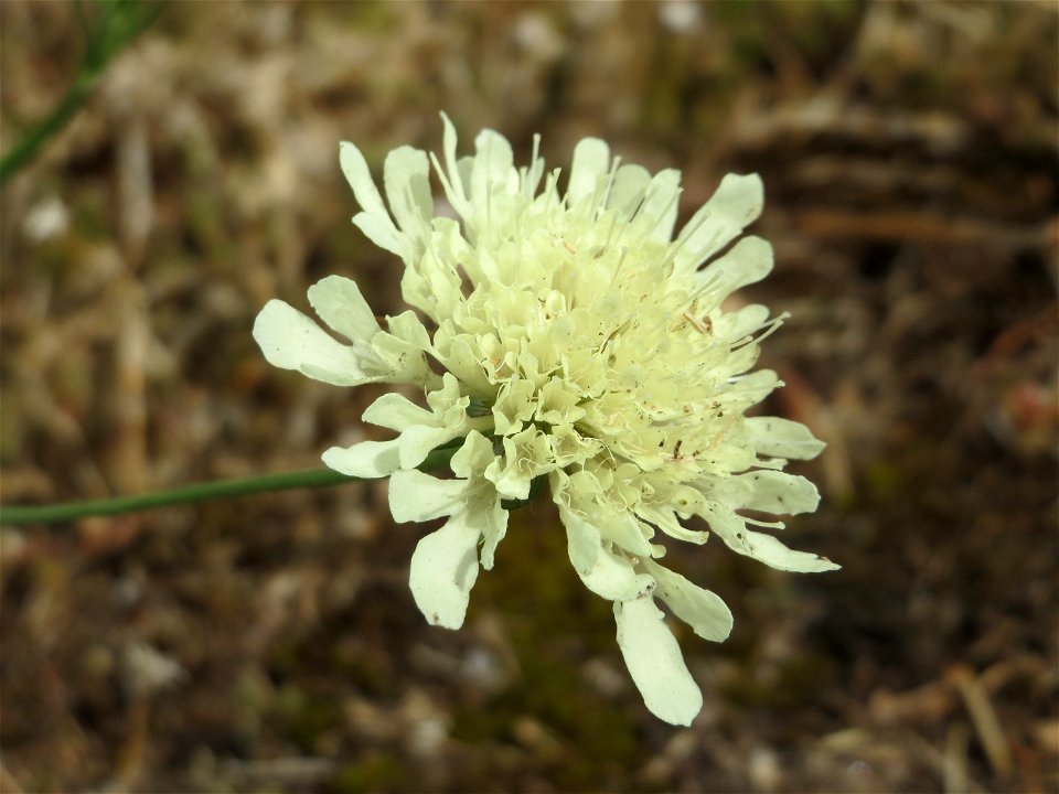 Gelbe Skabiose (Scabiosa ochroleuca) in Hockenheim-Talhaus - diese Pflanze ist zwar in Europa beheimatet, an diesem Standort aber wohl eingeschleppt. Sie breitet sich im Talhaus aber zusehens aus