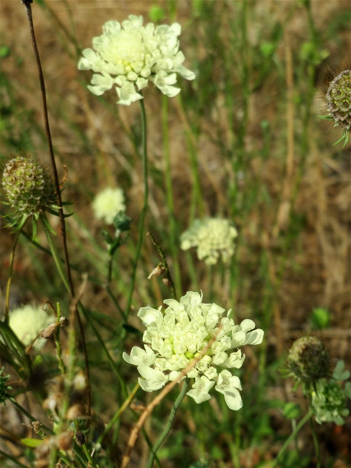 Gelbe Skabiose (Scabiosa ochroleuca) in Hockenheim-Talhaus