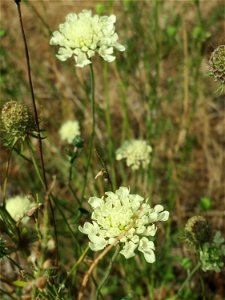 Gelbe Skabiose (Scabiosa ochroleuca) in Hockenheim-Talhaus
