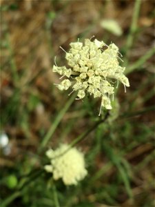 Gelbe Skabiose (Scabiosa ochroleuca) in Hockenheim-Talhaus