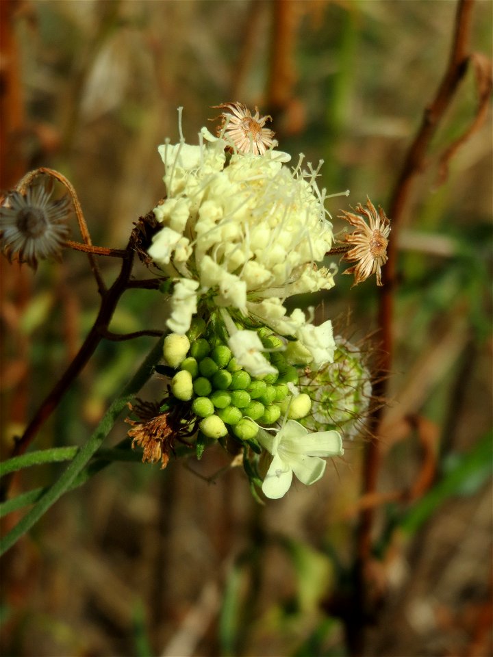Gelbe Skabiose (Scabiosa ochroleuca) in Hockenheim-Talhaus