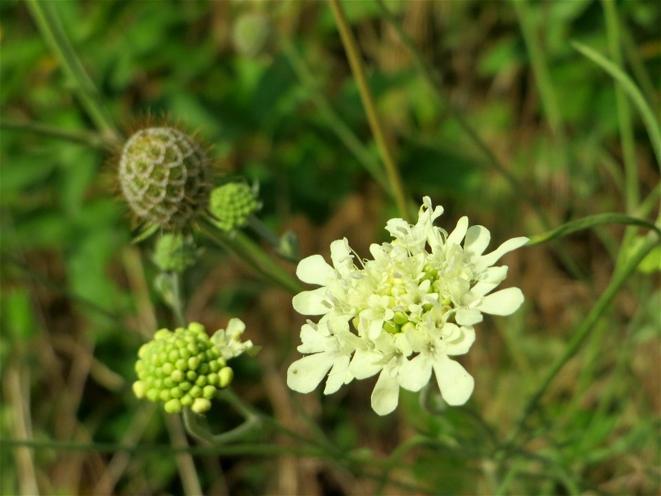 Gelbe Skabiose (Scabiosa ochroleuca) in Hockenheim-Talhaus