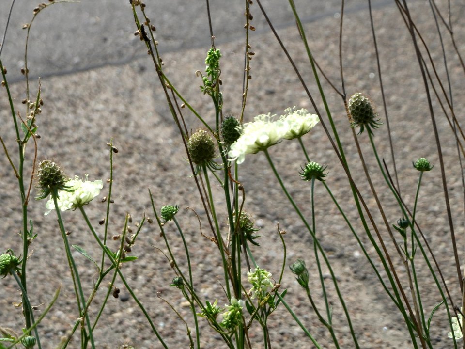 Gelbe Skabiose (Scabiosa ochroleuca) in Hockenheim-Talhaus